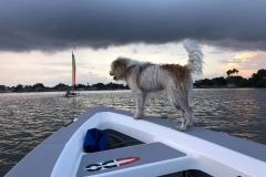 Dogs love our decks in Florida