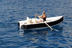 Dogs out for a paddle  - polynesia